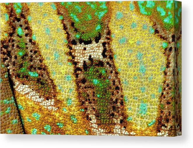 Nobody Canvas Print featuring the photograph Veiled Chameleon Skin by Nigel Downer