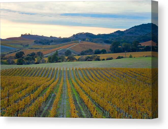 Nature Canvas Print featuring the photograph Vines After The Harvest by Jonathan Nguyen