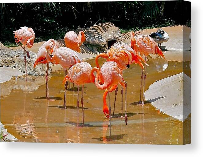 Flamingo Canvas Print featuring the photograph Waikiki Flamingos by Michele Myers