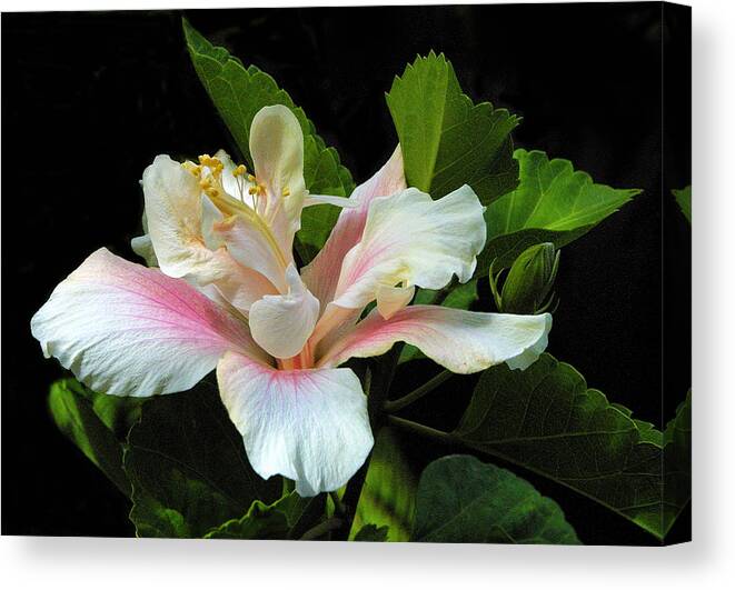 Floral Canvas Print featuring the photograph Waitangi White Hibiscus by Linda Phelps