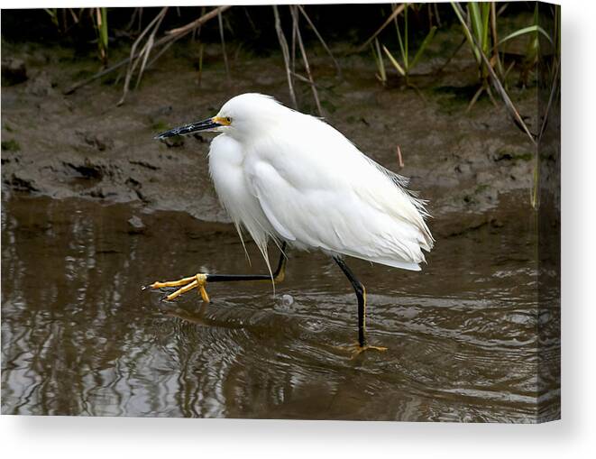 Texas Canvas Print featuring the photograph Walking Egret by Carol Erikson