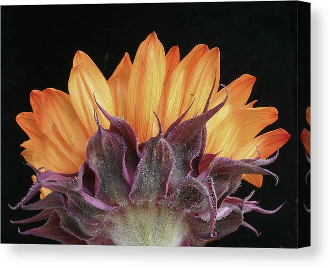 Floral Canvas Print featuring the photograph Watch My Back by David and Carol Kelly