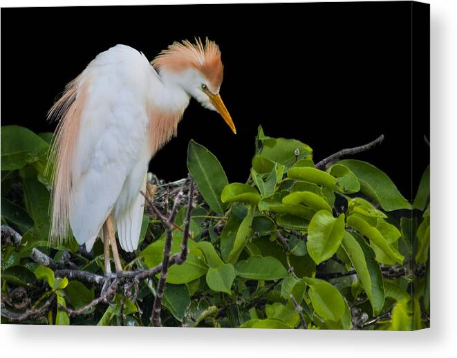 Bird Canvas Print featuring the photograph Watching The Nest by Don Durfee