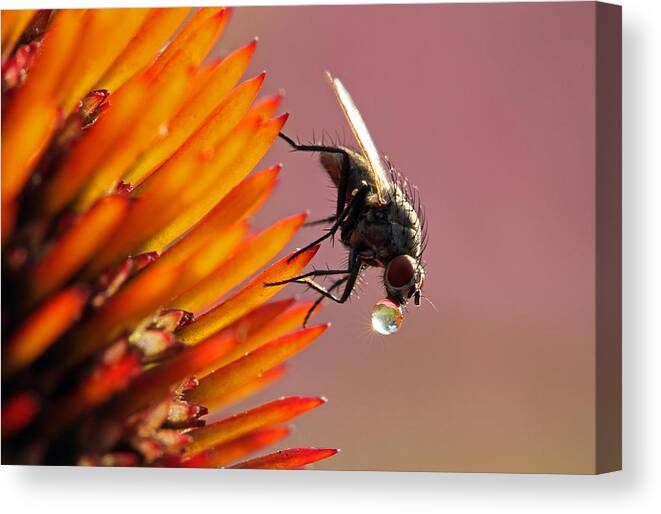 Fly Canvas Print featuring the photograph Water Drunk by Juergen Roth