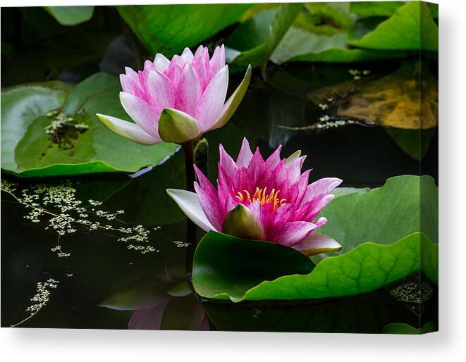Water Garden Delight Canvas Print featuring the photograph Water Garden Delight by Dale Kincaid