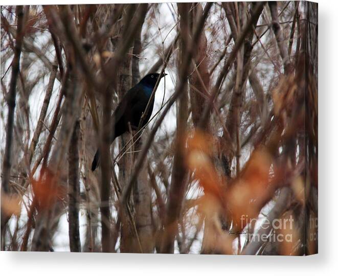 Birds Canvas Print featuring the photograph Welcome back Grackle by Yumi Johnson