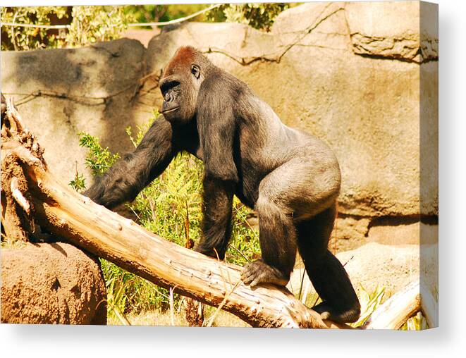Western Lowland Gorilla Mammal Animal Nature Natural Wild Man Male Climb Climbing Ascend Ascending Move Moving Movement Zoo Captivity Stones Logs Trees Los Angeles California Day Daytime Sunny Sunshine Outside Outdoors Exterior West Coast United States America Usa American Kirkikis Tourists Travel Traveling Tourism Tourist Attraction Sightseeing Landscape Scenic Scenery Destination Vacation Holiday Photography Photos Photographs Images Pictures Pics Pix Landmark Icon North America Canvas Print featuring the photograph Western Lowland Gorilla by James Kirkikis