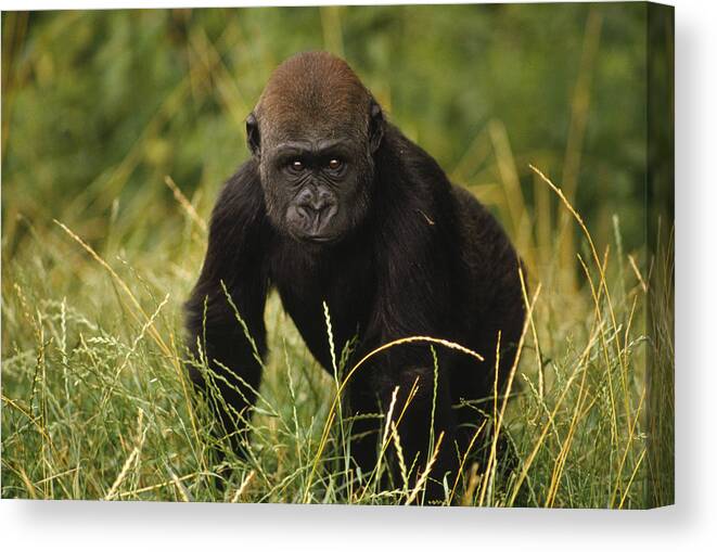 Feb0514 Canvas Print featuring the photograph Western Lowland Gorilla Juvenile by Gerry Ellis