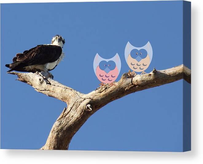 Osprey Canvas Print featuring the photograph What? by Rosalie Scanlon