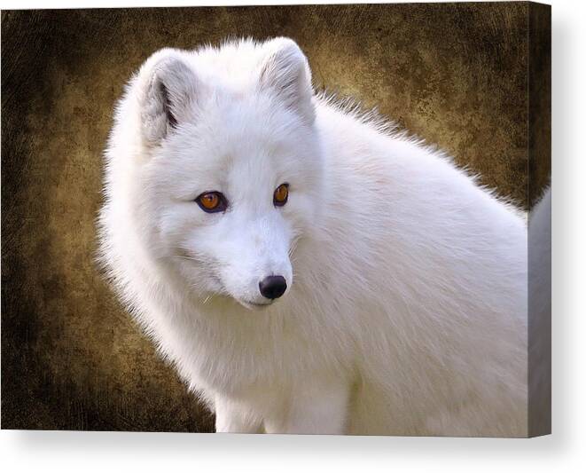 Arctic Fox Canvas Print featuring the photograph White Arctic Fox by Steve McKinzie