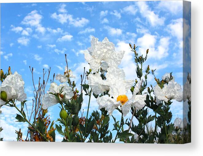 Flowers Canvas Print featuring the photograph White Flowers - Mike Hope by Michael Hope