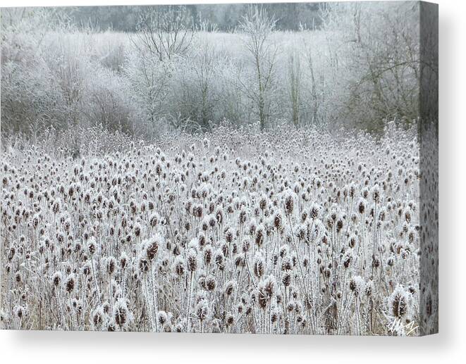 Wintry Scene Canvas Print featuring the photograph White fur by Laura Hol Art