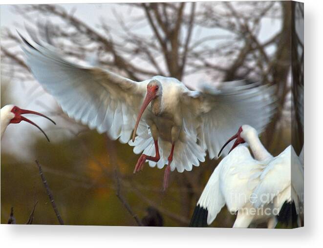 Nature Canvas Print featuring the photograph White Ibis by Mark Newman