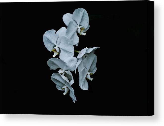 Plant Life Canvas Print featuring the photograph White Orchid Pla 181 by Gordon Sarti