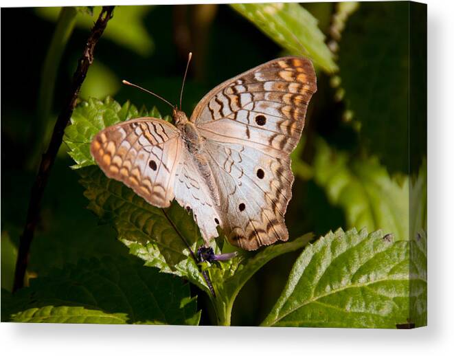 Butterfly Canvas Print featuring the photograph White Peacock Butterfly by John Black