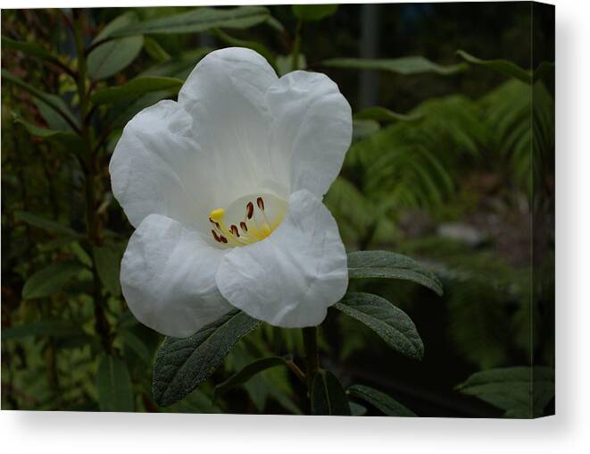 Rhody Canvas Print featuring the photograph White Rhododendron by Jerry Cahill