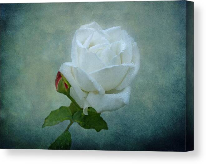 White Rose Canvas Print featuring the photograph White Rose on Blue by Sandy Keeton