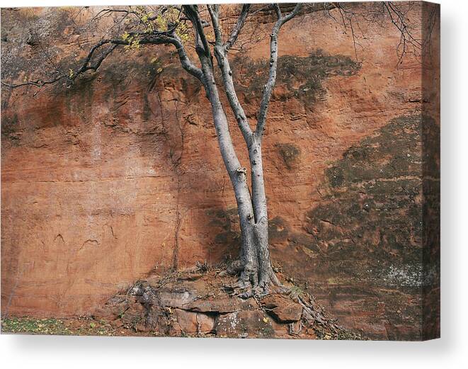 Old Canvas Print featuring the photograph White Tree and Red Rock Face by Richard Smith