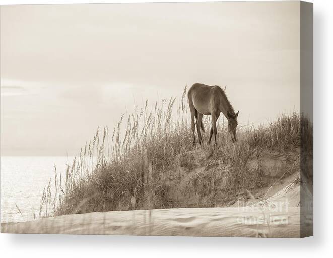Horse Canvas Print featuring the photograph Wild Horse on the Outer Banks by Diane Diederich