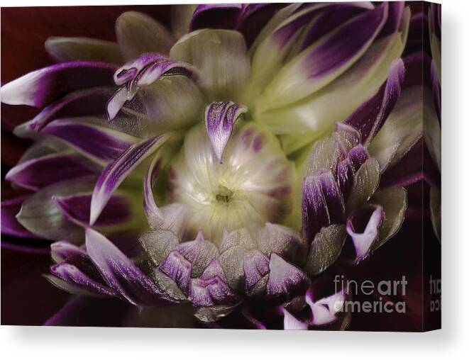 Floral Art Canvas Print featuring the photograph Wild Meditations by John Stephens