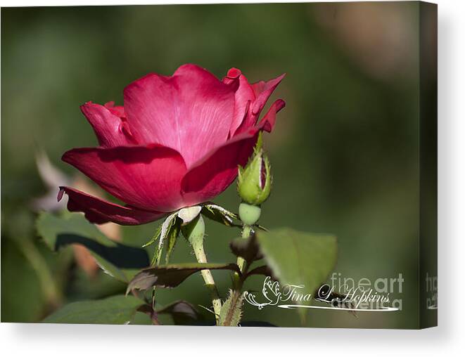 Wild Rose Canvas Print featuring the photograph Wild Rose 20120615_205a by Tina Hopkins