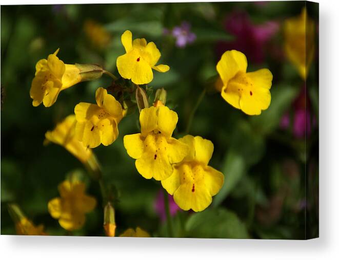 Wildflowers Canvas Print featuring the photograph Wildflower Yellow 2 by Robert Lozen