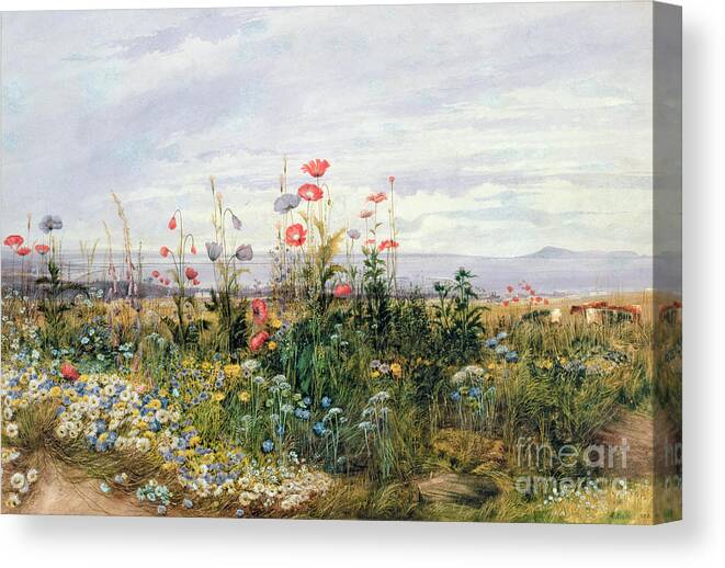 Meadow; Flowers; Irish; Wild; Landscape; Poppies Canvas Print featuring the painting Wildflowers with a View of Dublin Dunleary by A Nicholl
