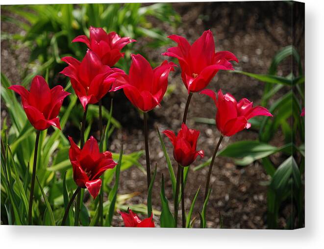 Red Canvas Print featuring the photograph Willa's Red by Kathy Paynter