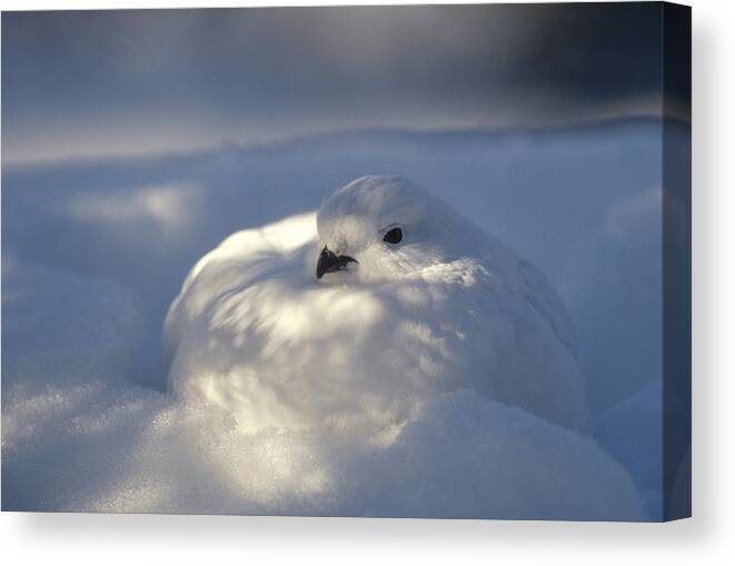 Feb0514 Canvas Print featuring the photograph Willow Ptarmigan Camouflaged Alaska by Michael Quinton