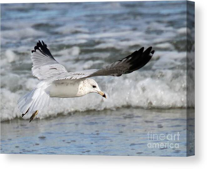 Seagulls Canvas Print featuring the photograph Wind Beneath My Wings by Geoff Crego