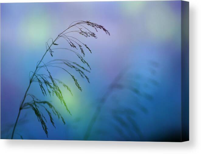 Abstracts Canvas Print featuring the photograph Wind colors by Guido Montanes Castillo