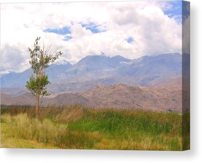 Tree Canvas Print featuring the photograph Windswept by Marilyn Diaz