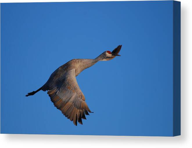 Bird Canvas Print featuring the photograph Wing Wave by Shirin McArthur