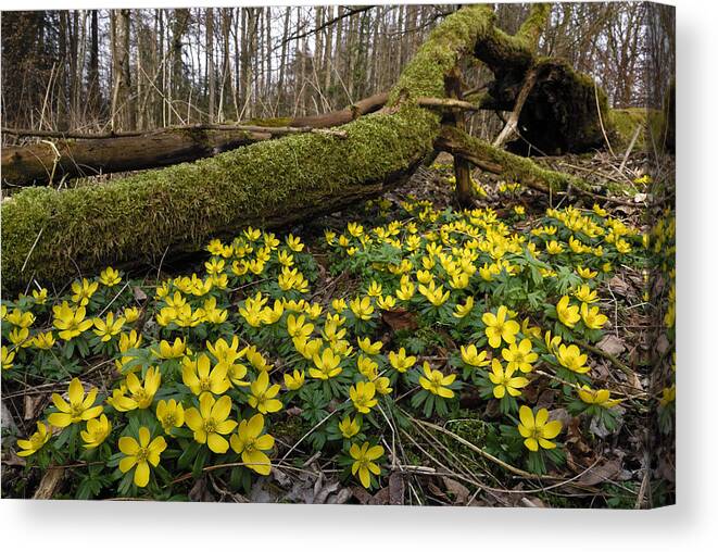 524915 Canvas Print featuring the photograph Winter Aconite Flowers Switzerland by Thomas Marent