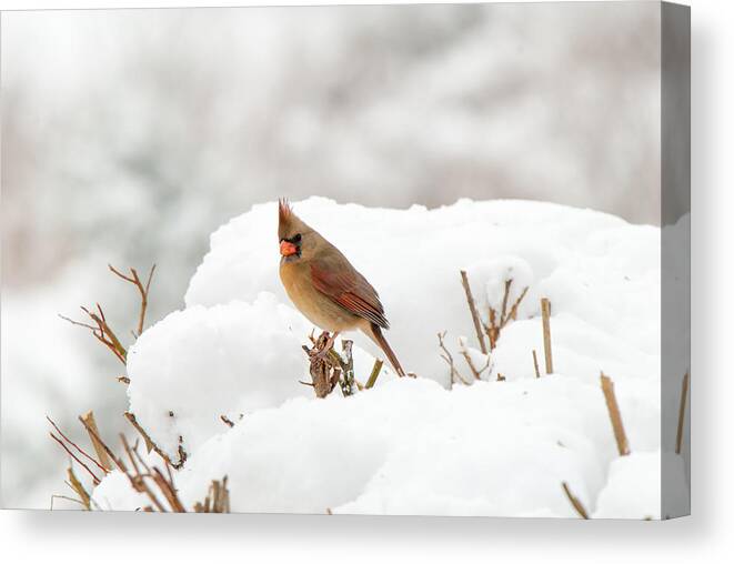 Cardinal Canvas Print featuring the photograph Winter Break by Paul Johnson 