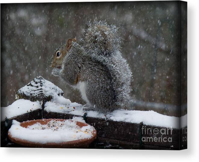 Sandra Clark Canvas Print featuring the photograph Winter Squirrel 3 by Sandra Clark