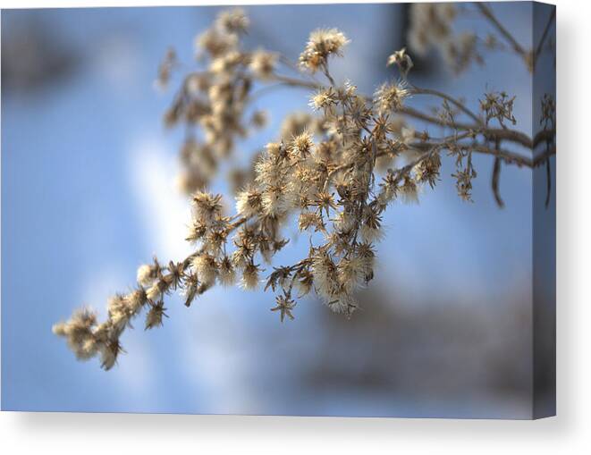 Close-up Canvas Print featuring the photograph Winter's Peace by Judy Salcedo