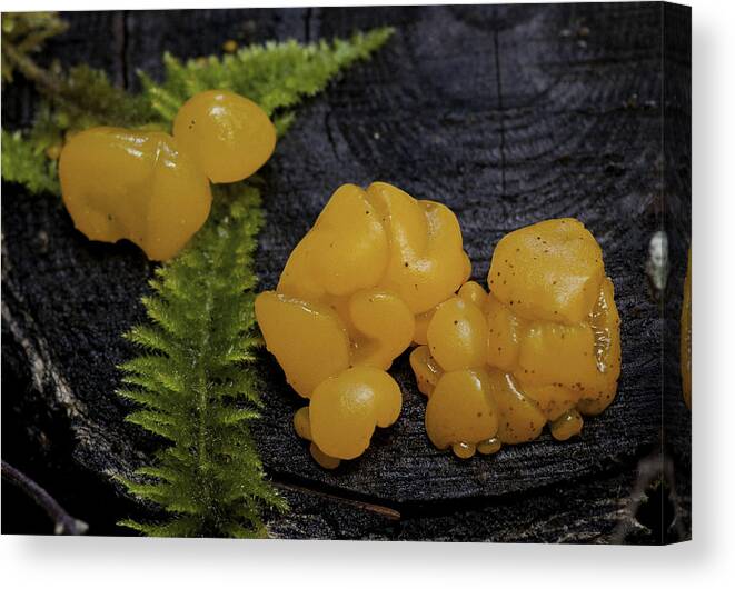 Fungus Canvas Print featuring the photograph Witches Butter by Betty Depee
