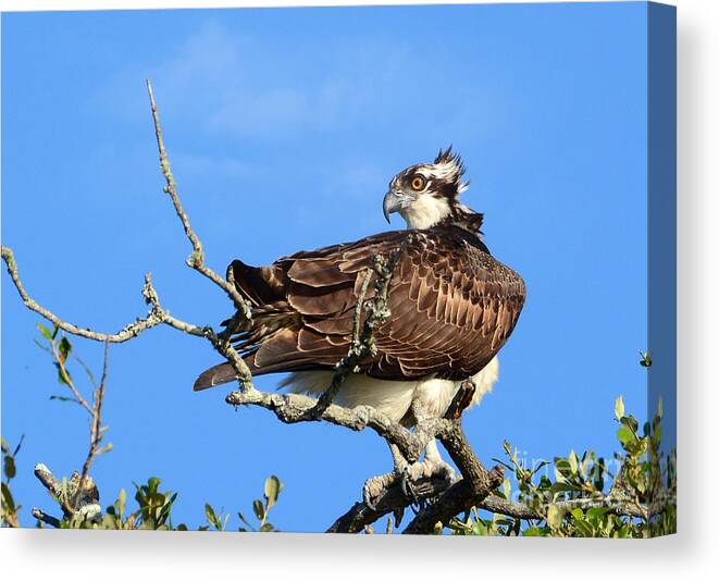 Osprey Canvas Print featuring the photograph With The Wind In His Feathers by Kathy Baccari