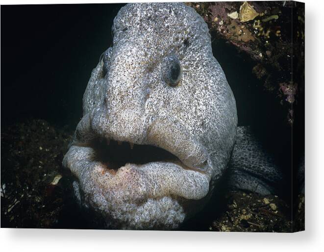 Anarhichadidae Canvas Print featuring the photograph Wolf-eel by Jeff Rotman