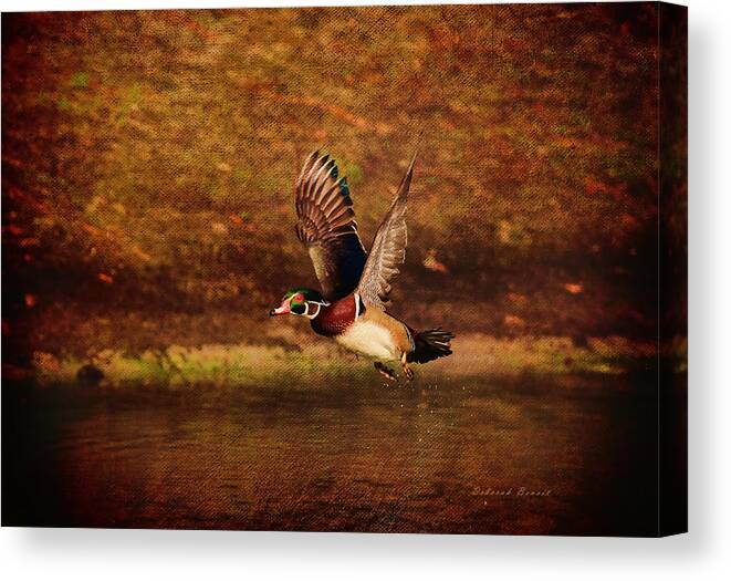 Wood Duck Canvas Print featuring the photograph Wood Duck Taking Off by Deborah Benoit