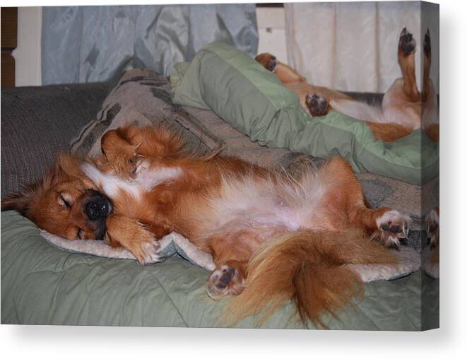 Lady And Foxy Nap Time. Dog Canvas Print featuring the photograph Worn out by Robert Floyd