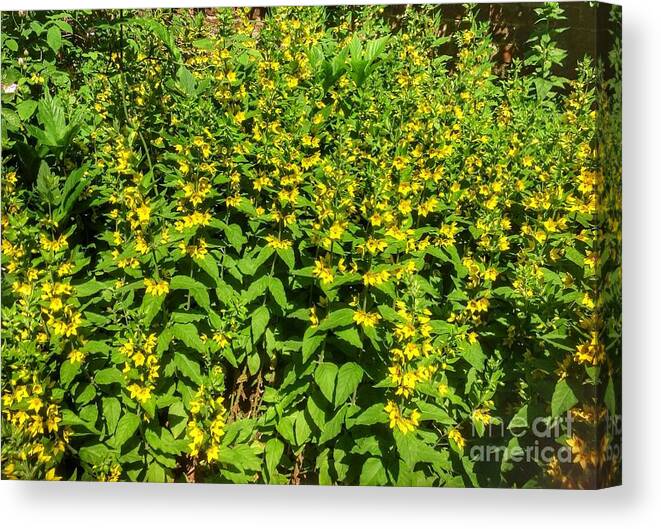Yellow Blossoms Canvas Print featuring the photograph Yellow Blossoms by Joan-Violet Stretch