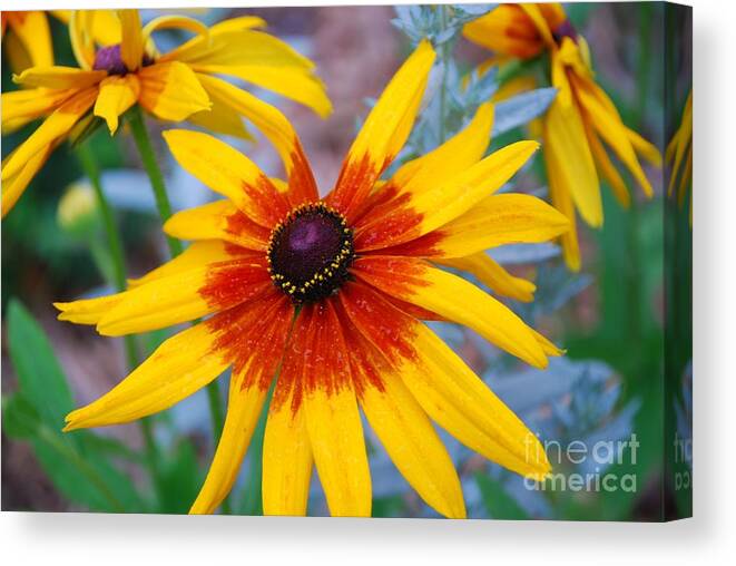 Flowers Canvas Print featuring the photograph Yellow Burst by Allen Beatty