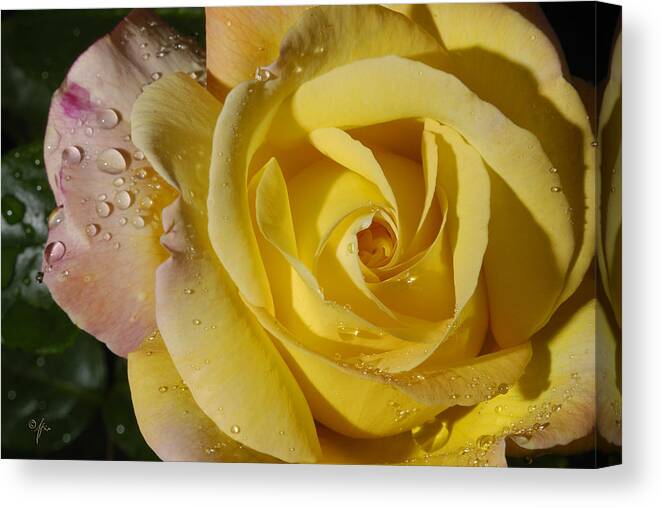 Rose Canvas Print featuring the photograph Yellow Crisp by Arthur Fix