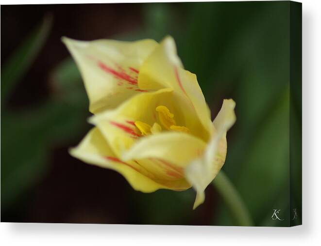 Yellow Canvas Print featuring the photograph Yellow Flower by Kelly Smith