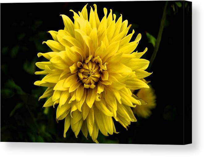  Canvas Print featuring the photograph Yellow Flower by Matt Quest