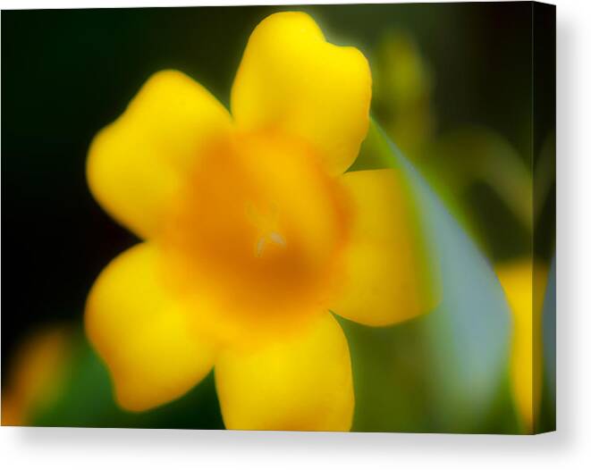 Flower Canvas Print featuring the photograph Yellow Jasmine I by Stephen Anderson