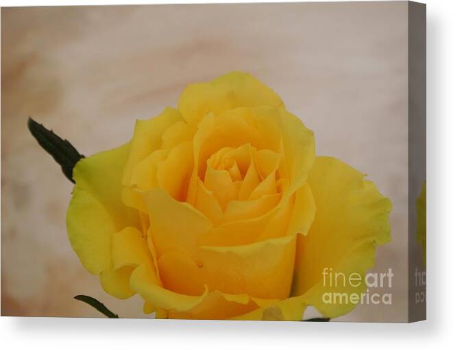 Photo Canvas Print featuring the photograph Yellow Rose Beauty by Marsha Heiken