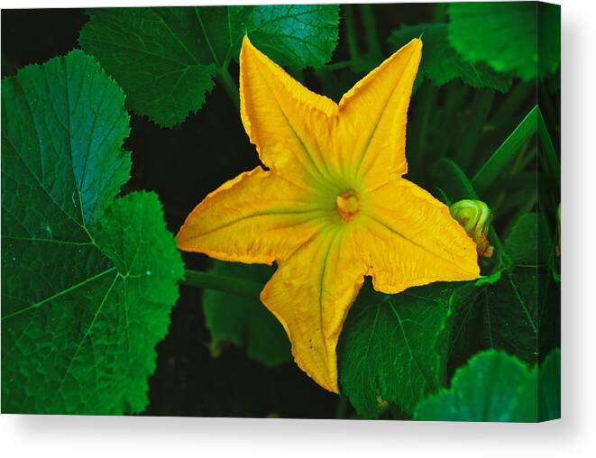 Yellow Canvas Print featuring the photograph Yellow Squash Bloom by Eric Tressler
